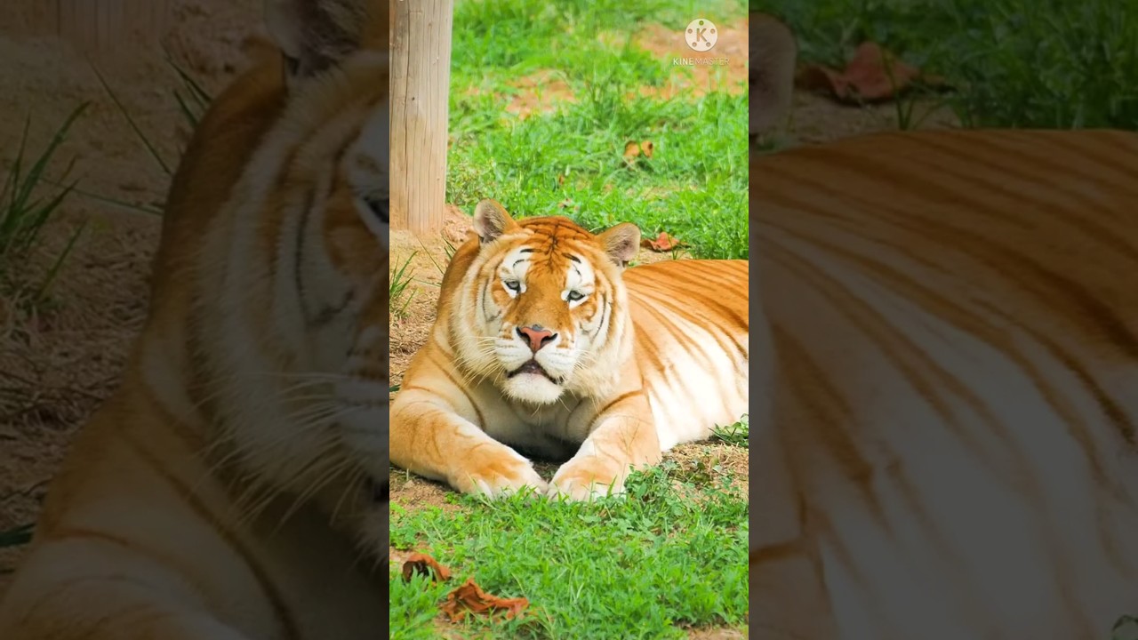 The Golden Tiger
