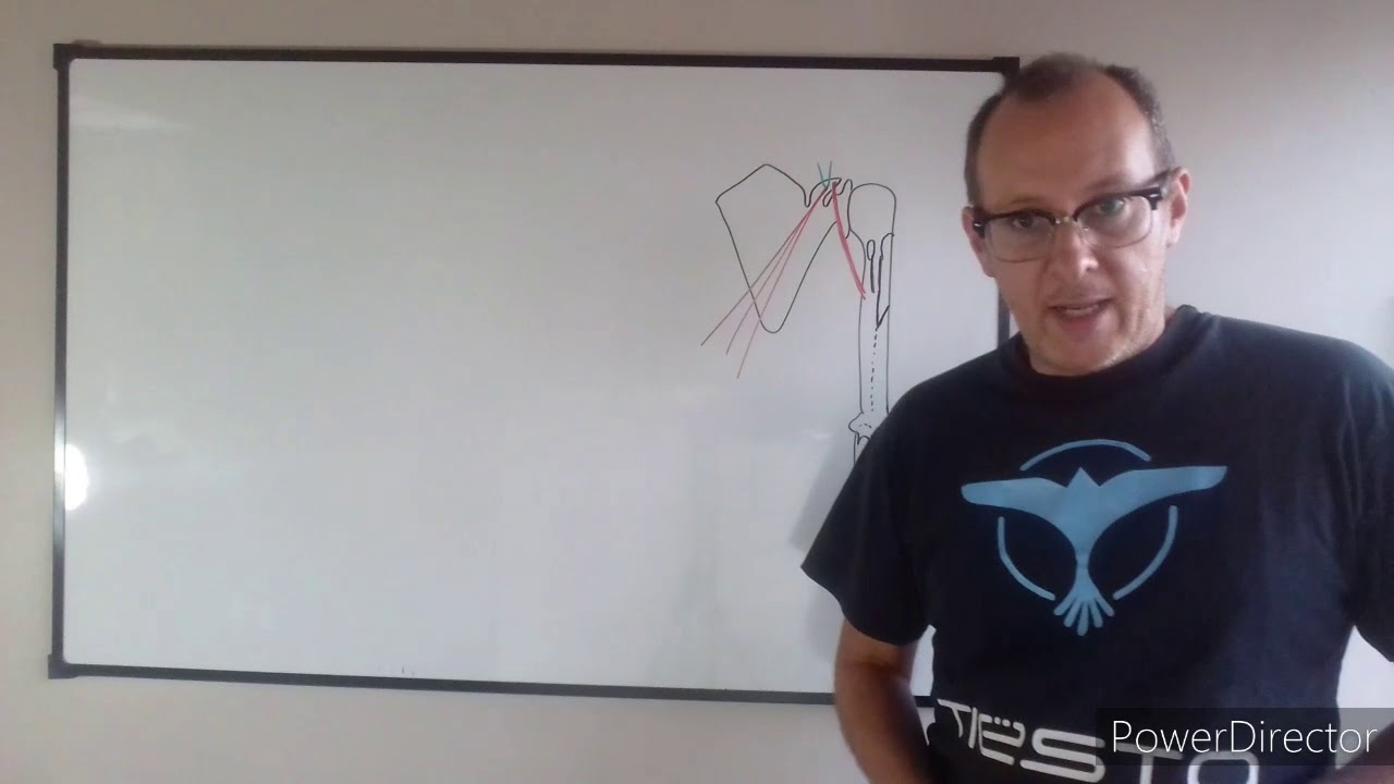 Teórico N° 5: Miología del miembro superior: músculos del brazo. Dr. Luciano Esborrat.