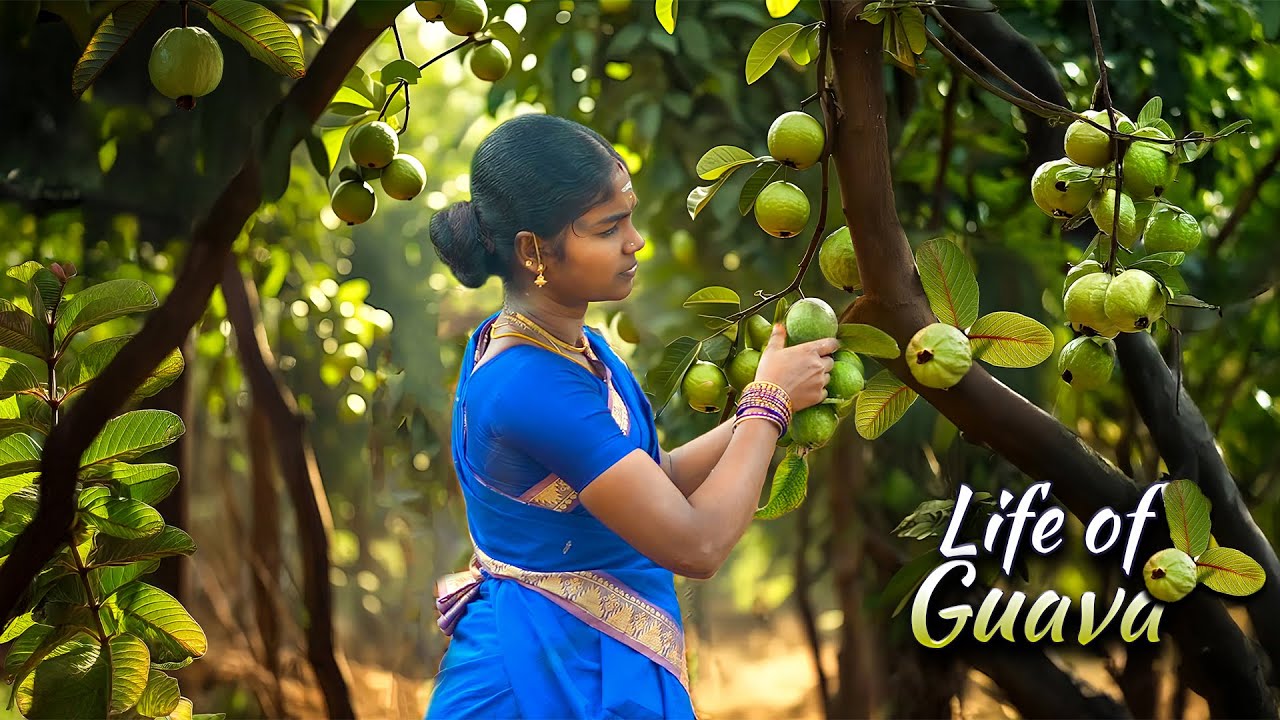 The Life of Guava! Guava Chutney & The Delicious Halwa  | A Village Life | EP 01