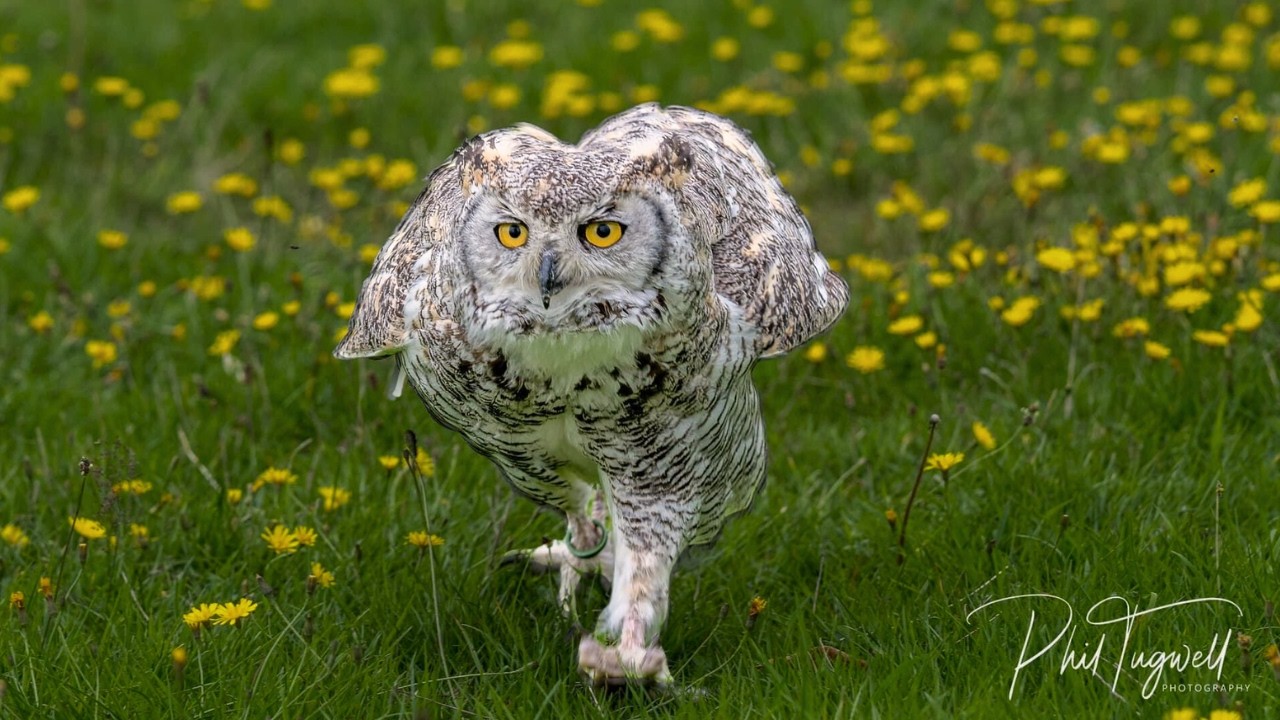 Eva the Canadian Great horned with Ryan - A little update