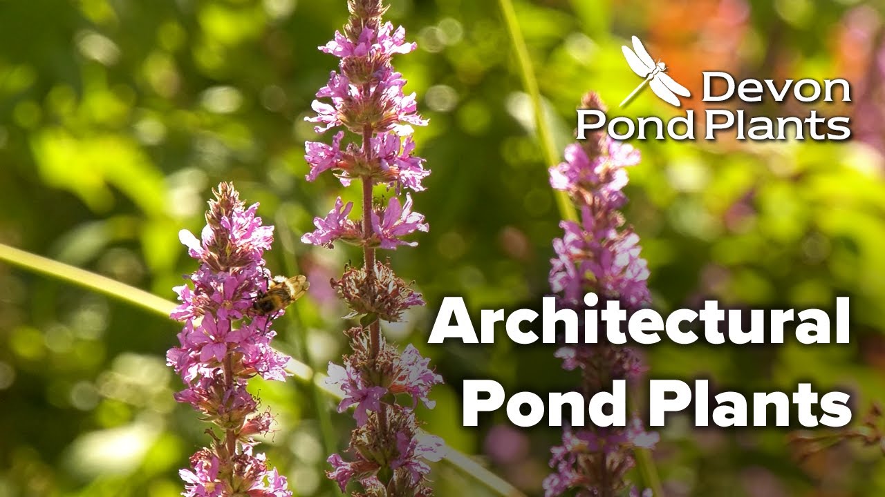 Architectural Pond Plants