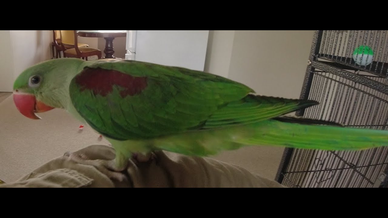 Alexandrine parrot - Kiwi's favorite food