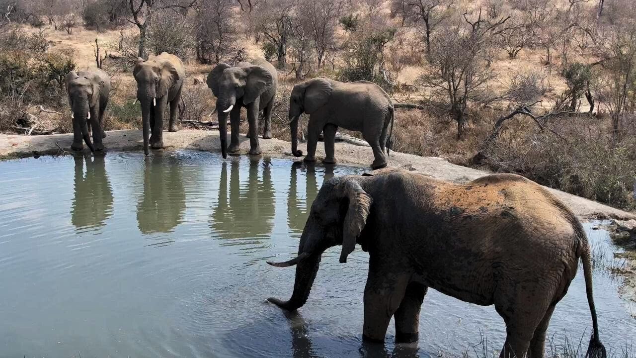 Rosie's Pan | Wildlife Live Stream – Greater Kruger National Park