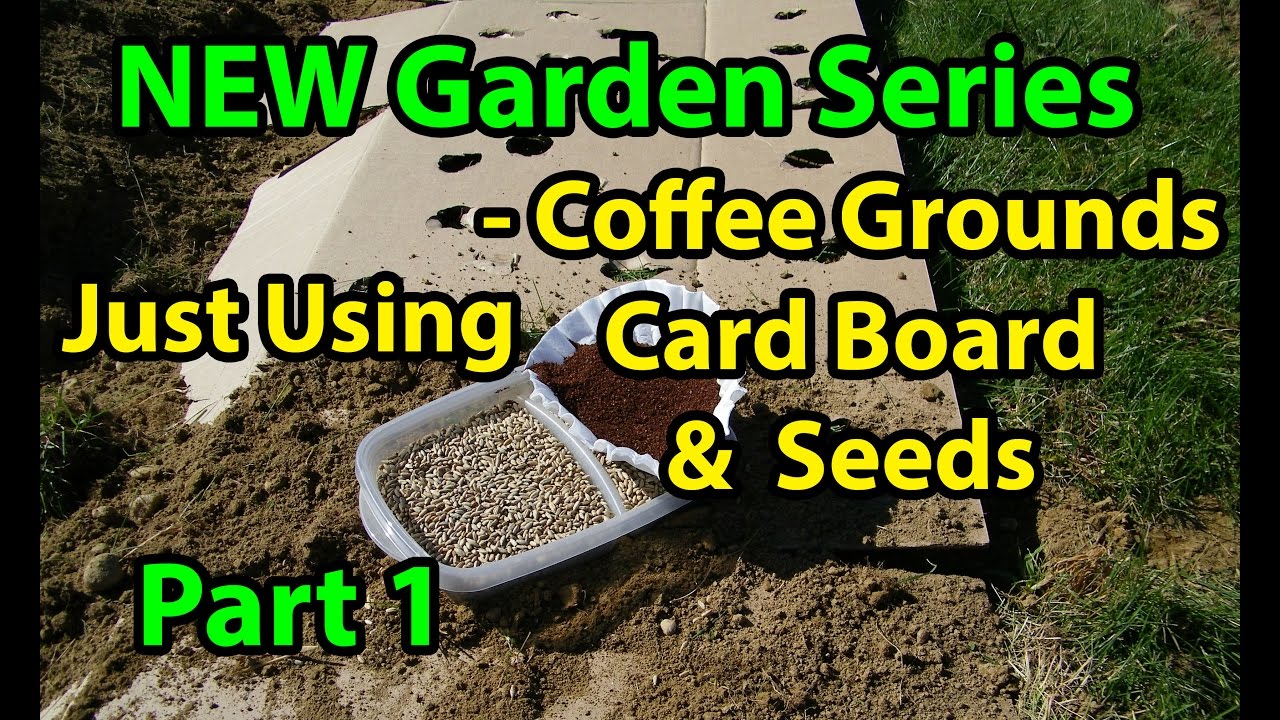 Coffee Grounds, Cardboard & Seeds - No Till Vegetables Gardening Series for Beginners -  101 Pt 1