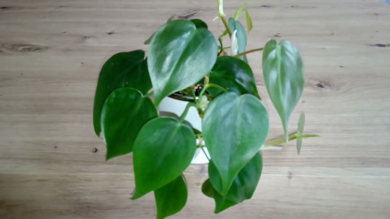 Filodendron pnący (Philodendron scandens) w telegraficznym skr&oacute;cie🍁