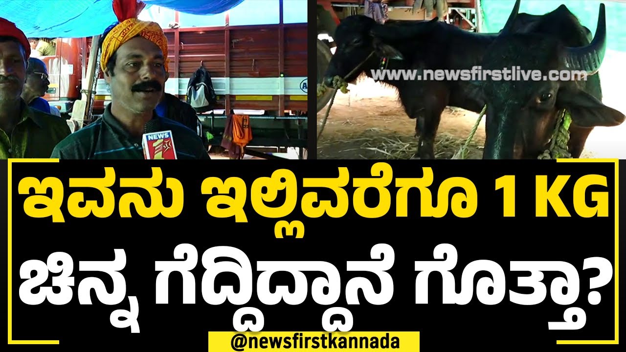 Bengaluru Kambala : ಎಷ್ಟೇ ದೊಡ್ಡ ಕೋಣ ಇದ್ರೂ ಈ ಕಿಂಗ್ ತಾಟೆ ಹೆದರಲ್ಲ | Bengaluru Palace |NewsFirst Special