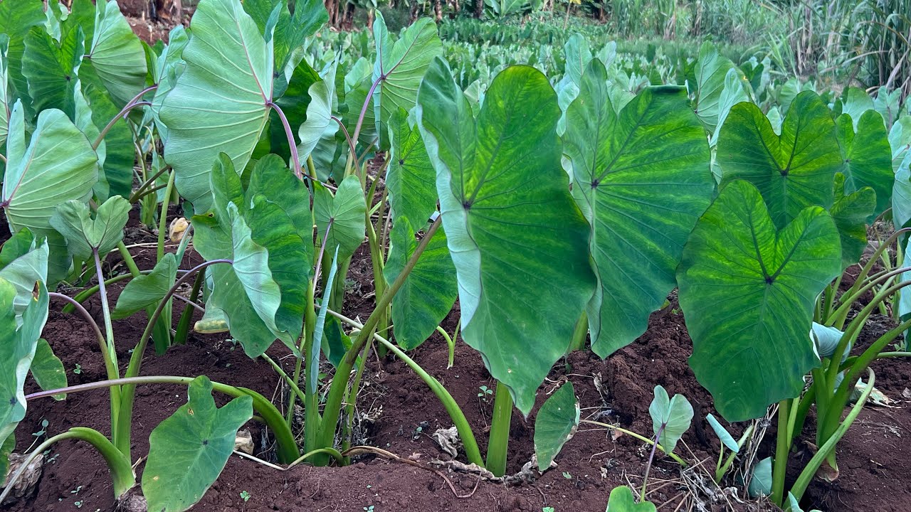 Arrowroot Farming: The Pros & Cons