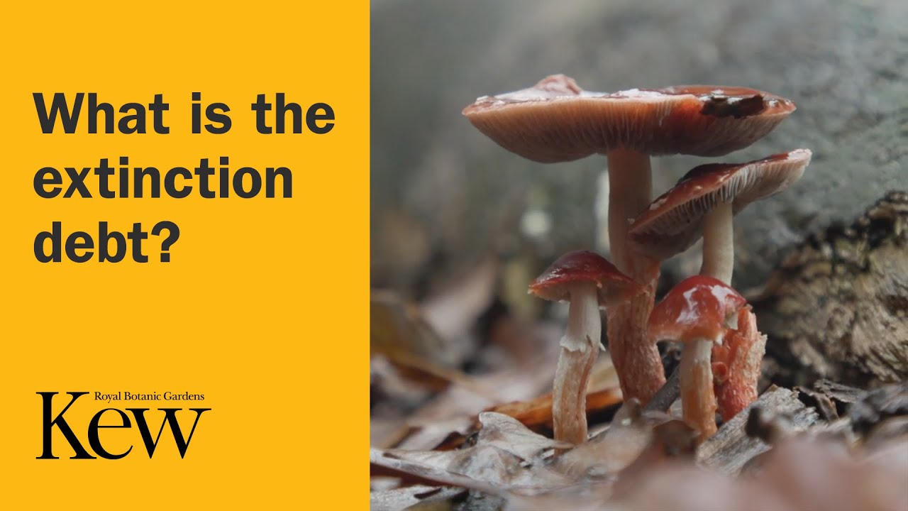 What is the extinction debt?