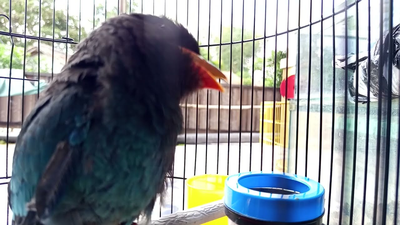 #part11 MASTERAN TENGKEK BUTO SUPER MEWAH || SPEED RAPAT DAN KASAR JERNIH 