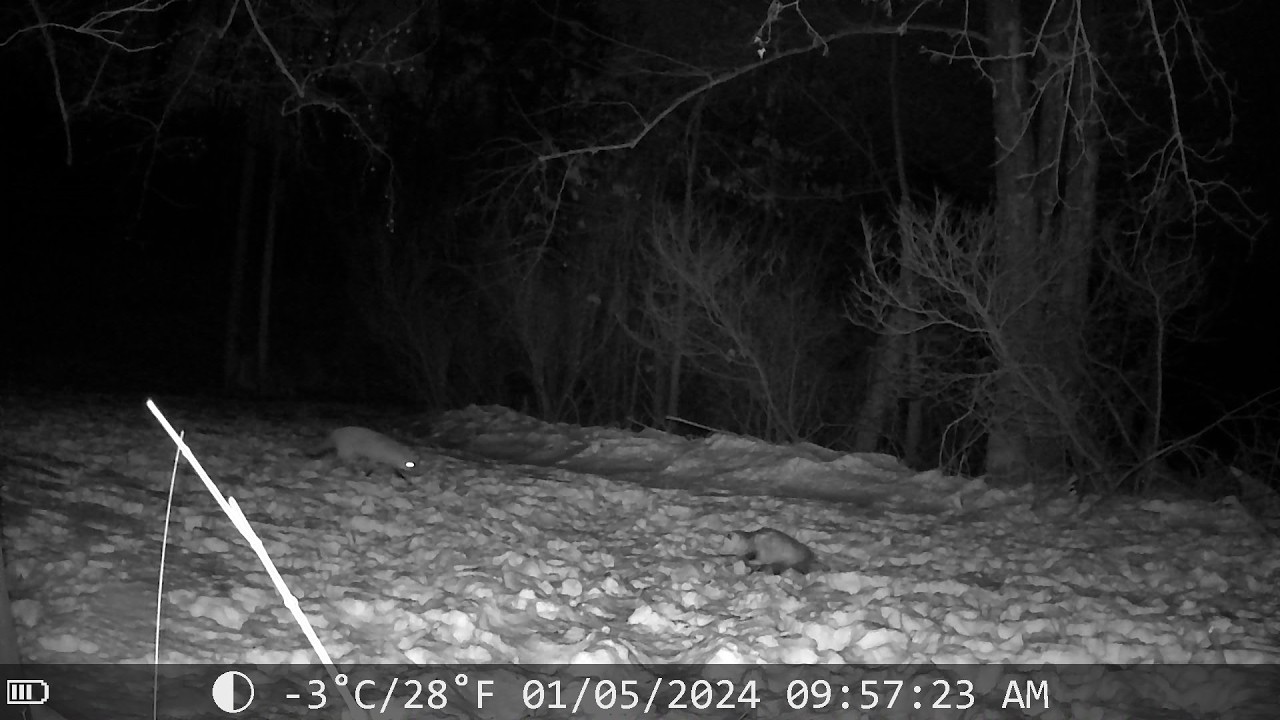 A fox and a possum