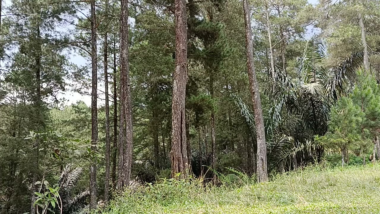 Inside A Living Pine Cathedral | Nature Documentary