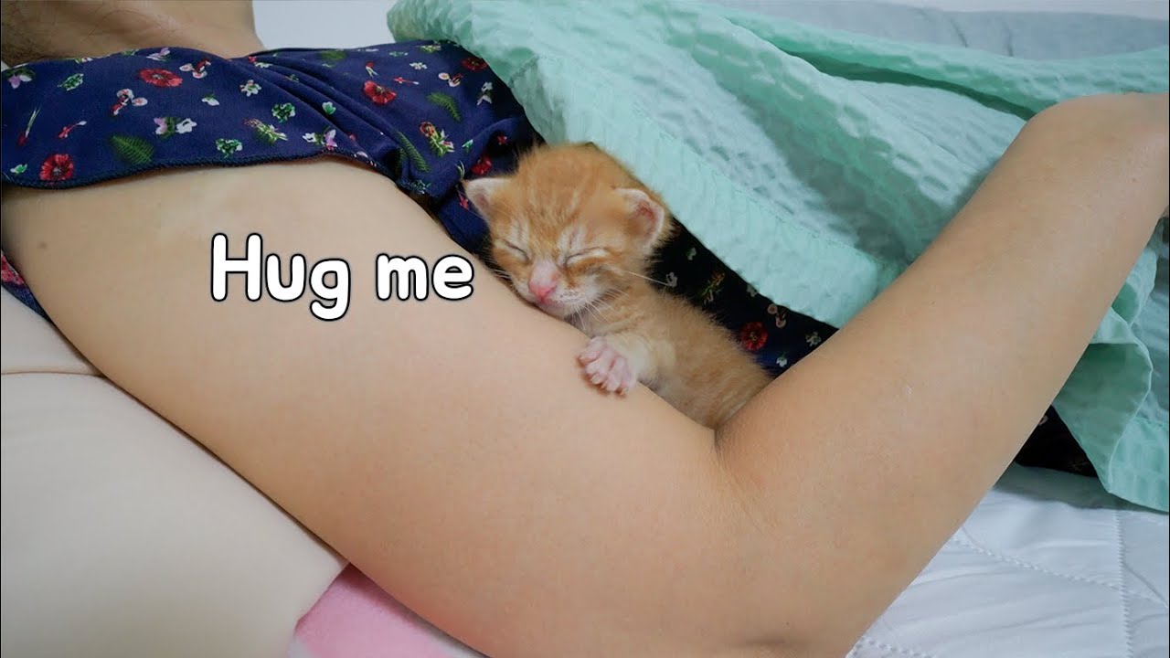 A Baby Kitten that Comes up to the Sleeping Owner and Hugs Her