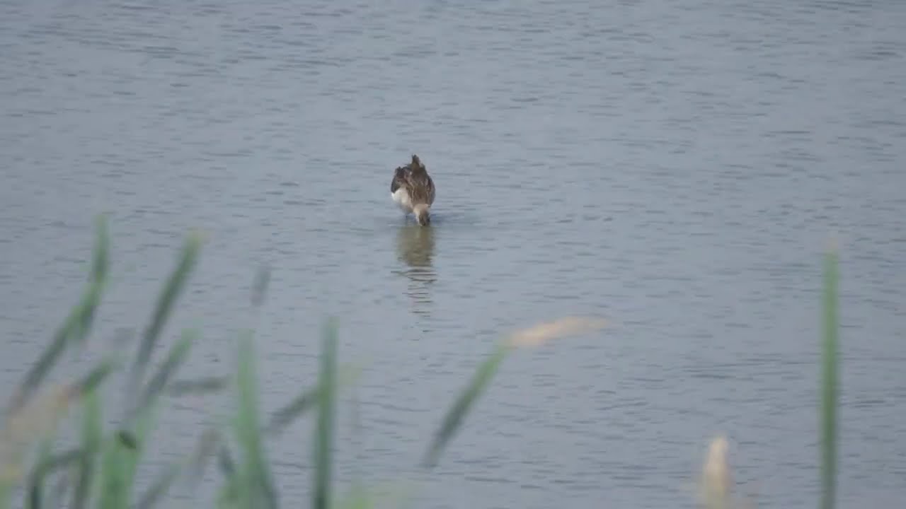 Ruff with Avocets, Hart-Miller Island, MD Sept. 23, 2025