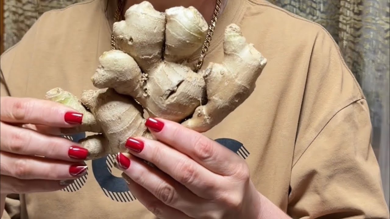 Выращиваю имбирь в домашних условиях