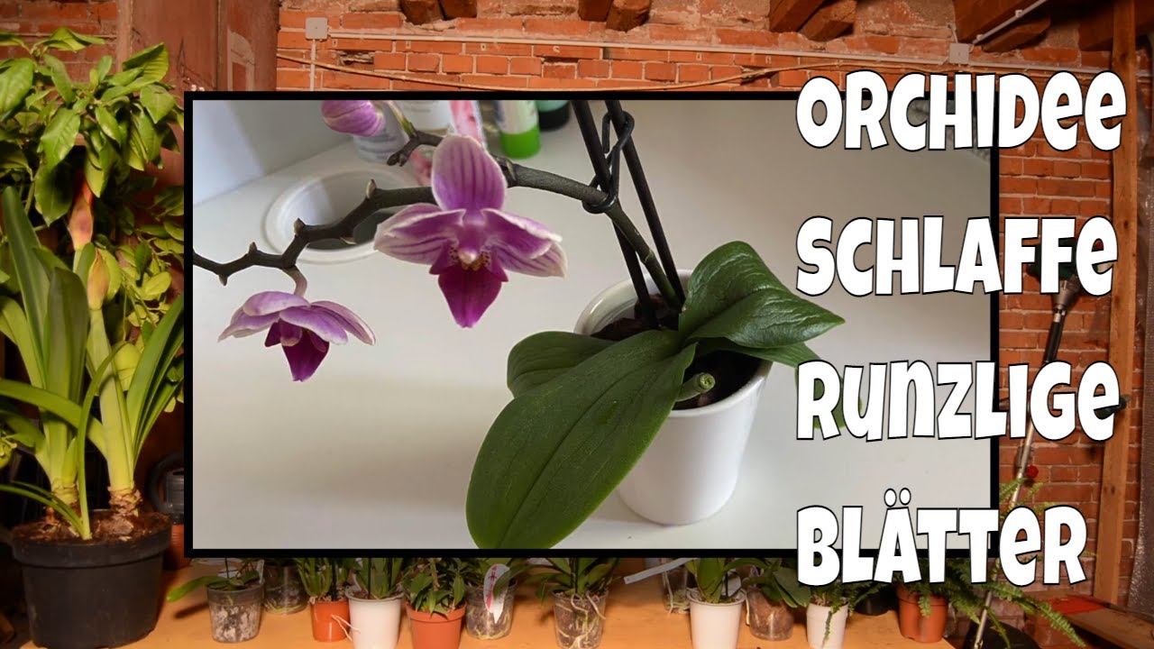 Orchidee bekommt schlaffe runzlige Blätter // Gartenschlau.com