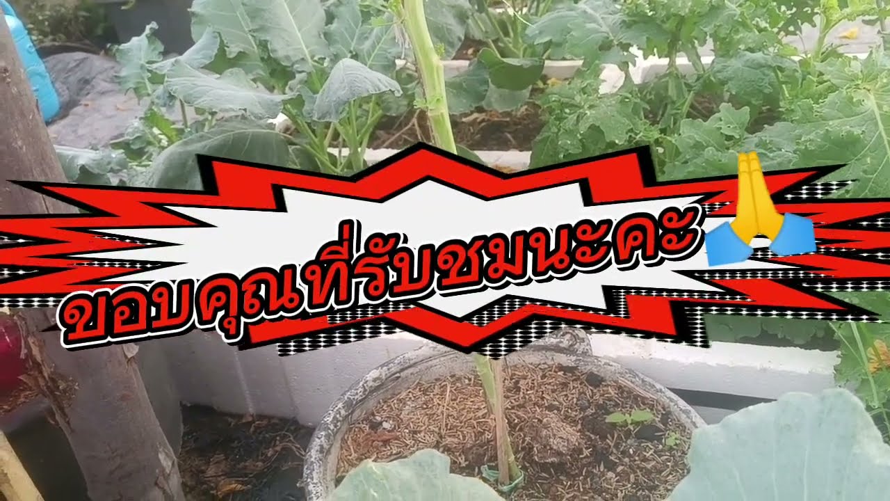 ฟังเสียงพิณเพลินๆในสวนผัก#ผ่อนคลาย#คลายเครียด