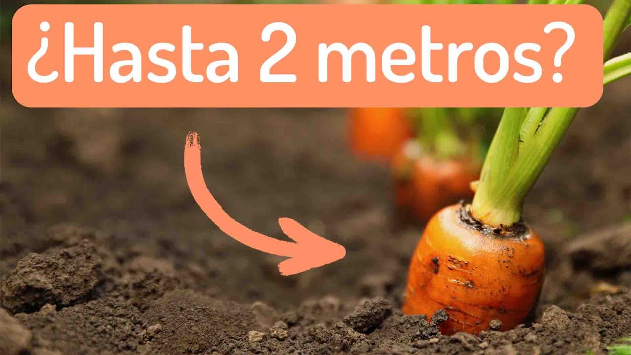 Distancia mínima para asociaciones de cultivos de huerta