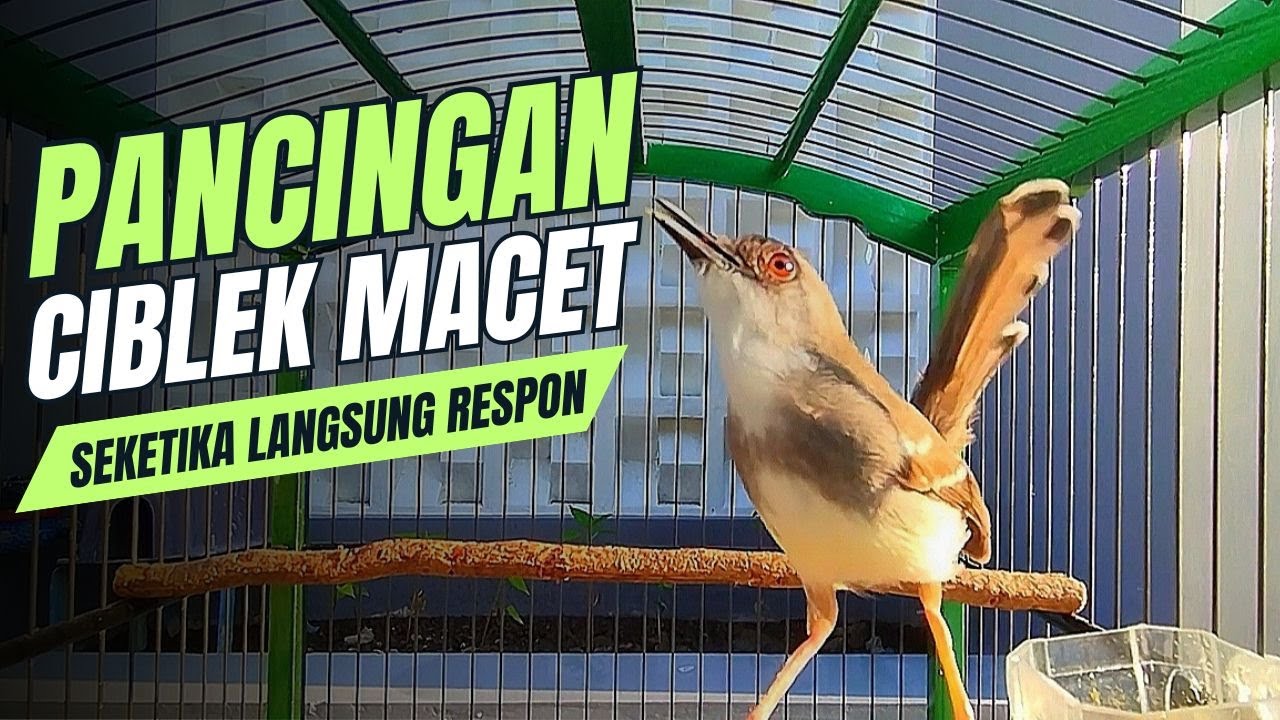SUARA BURUNG CIBLEK SEMI GACOR VARIASI UNTUK PIKAT DAN PANCINGAN CIBLEK KRISTAL DAN CIBLEK SEMI