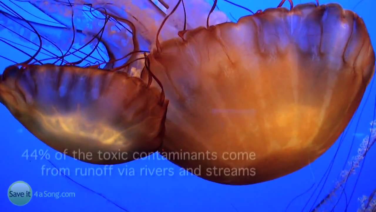 Mesmerizing and Beautiful Underwater Life, by Saveit4aSong