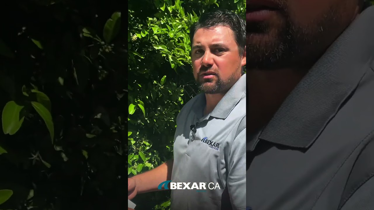 Monitoring thrips with Cash Cadena, Nichino Rep #cropprotection #farming #californiaagriculture