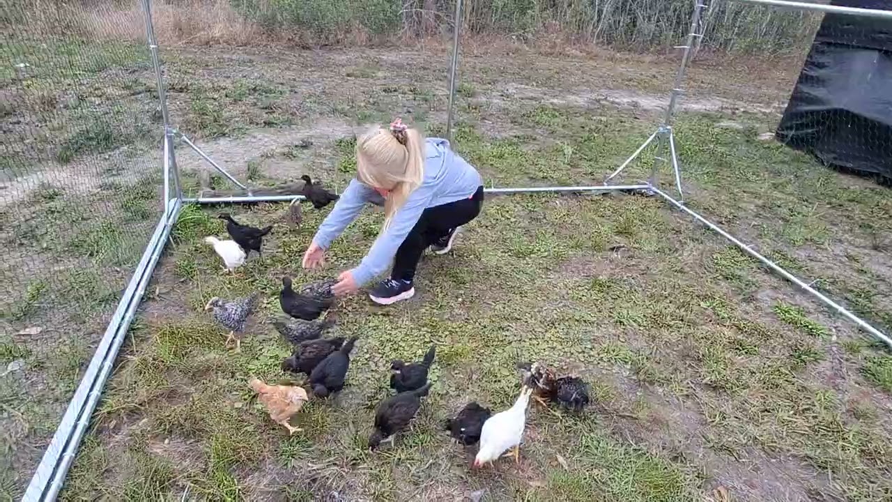 Baby chickens in bigger coop for the first time 