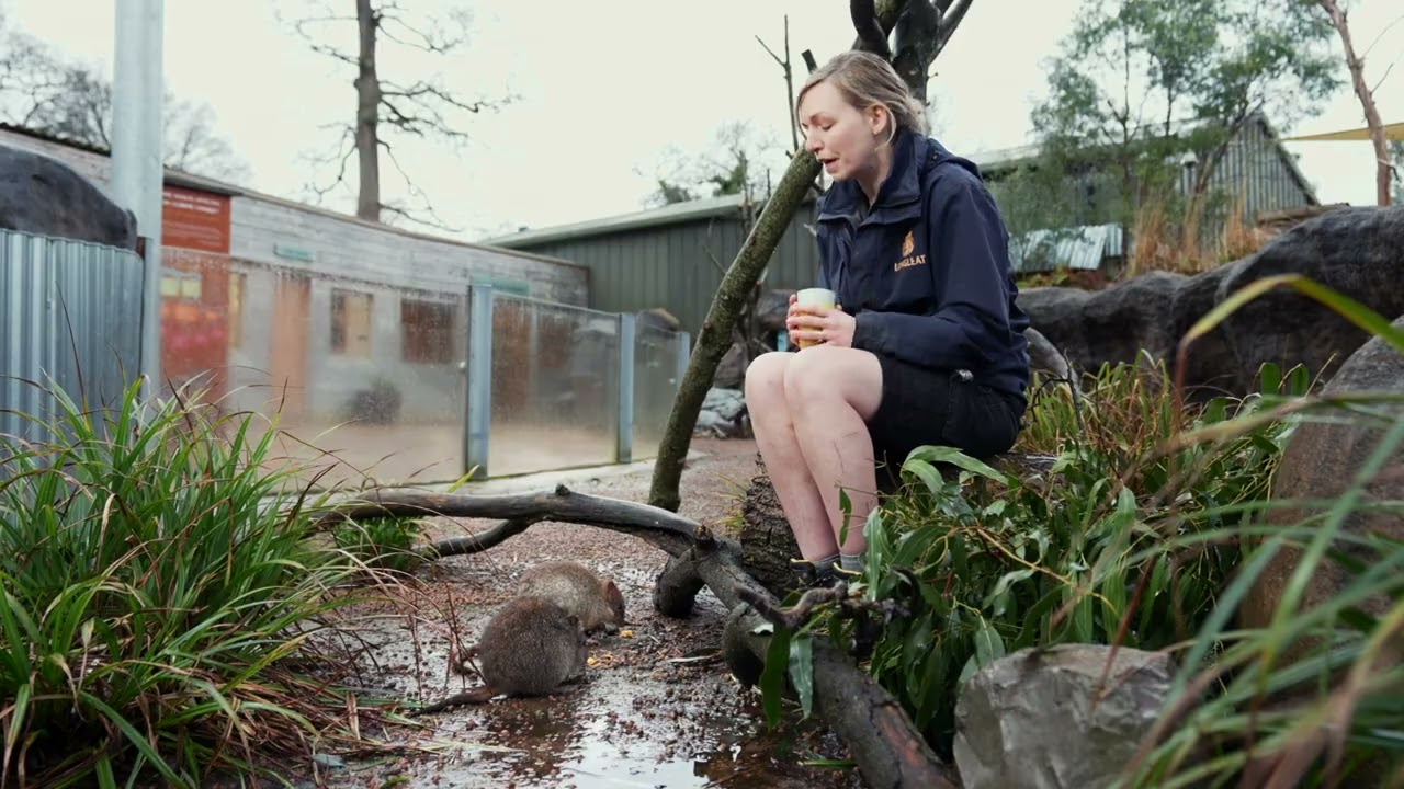 Conserving the Bettong | Keeper Talks