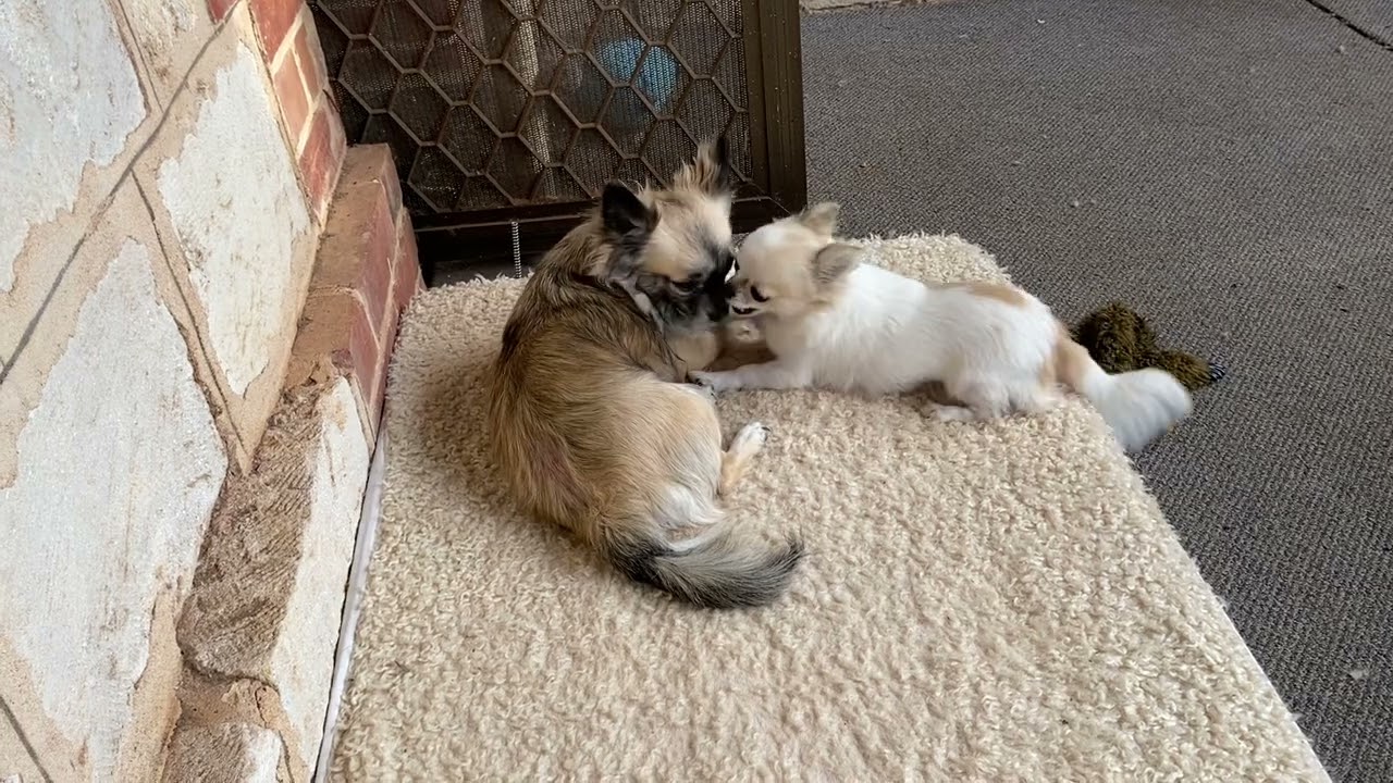Puppies. October 14th, 2025.
