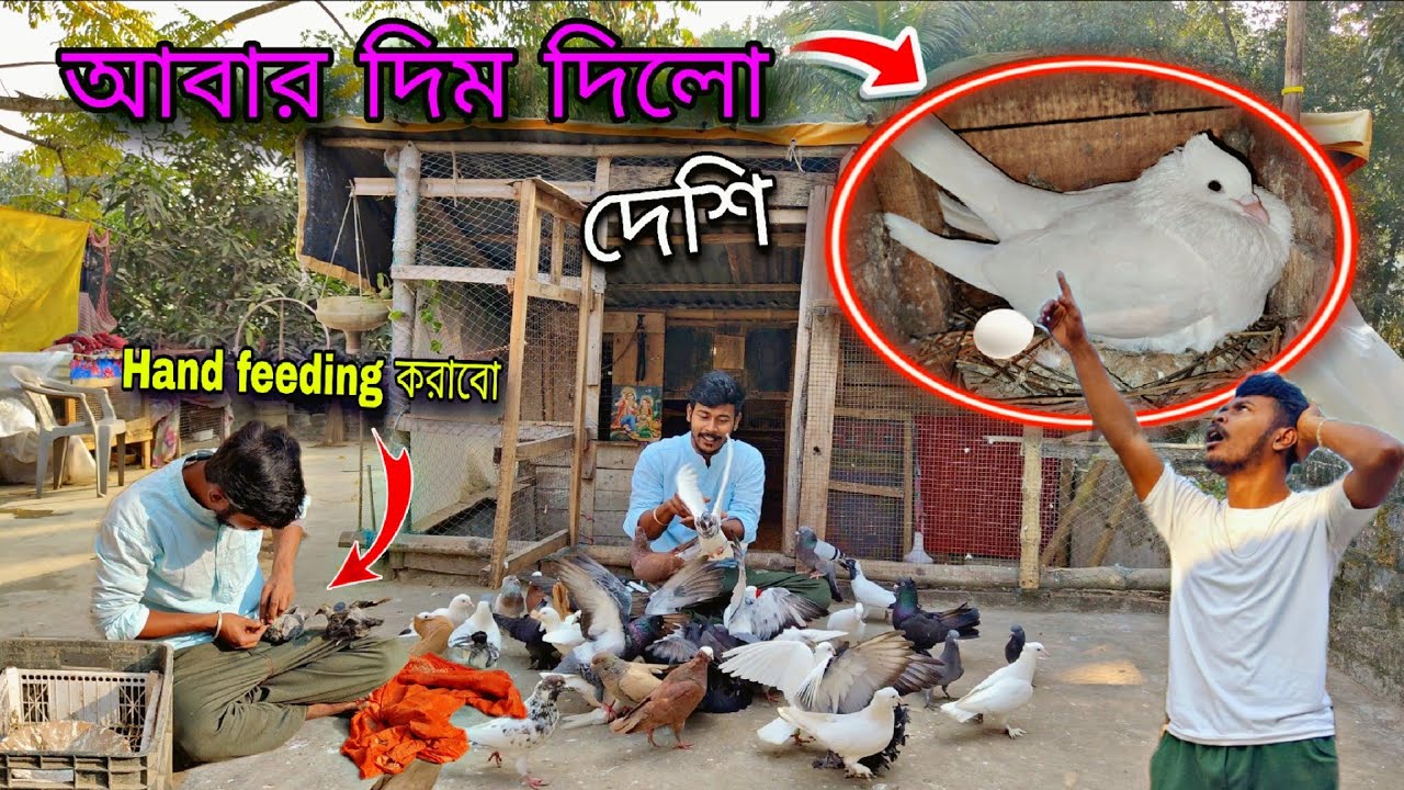 আবার ডিম দিল আমাদের দেশি😘 কালো বাচ্চা গুলোকে আজ থেকে Hand feeding করাবো💥
