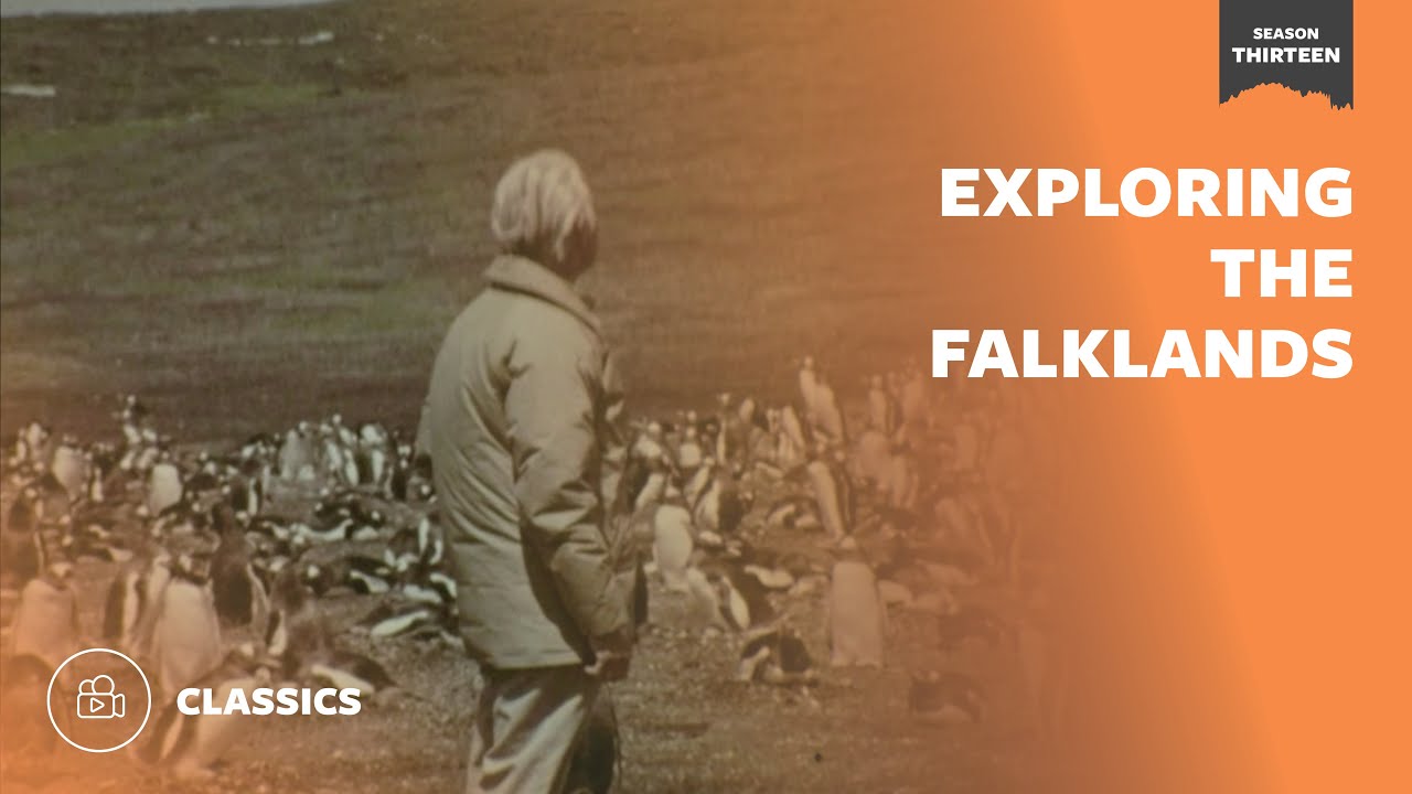 Exploring the Falklands | Mutual of Omaha's Wild Kingdom