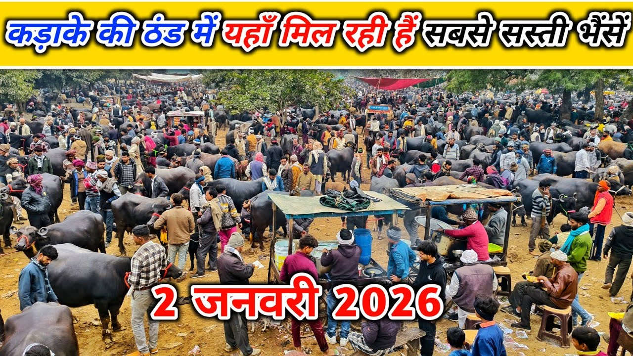 कड़ाके की ठंड में यहाँ मिल रही हैं सबसे सस्ती भैंसें | Pachokhara Pashu Mandi | Buffalo Market 2026
