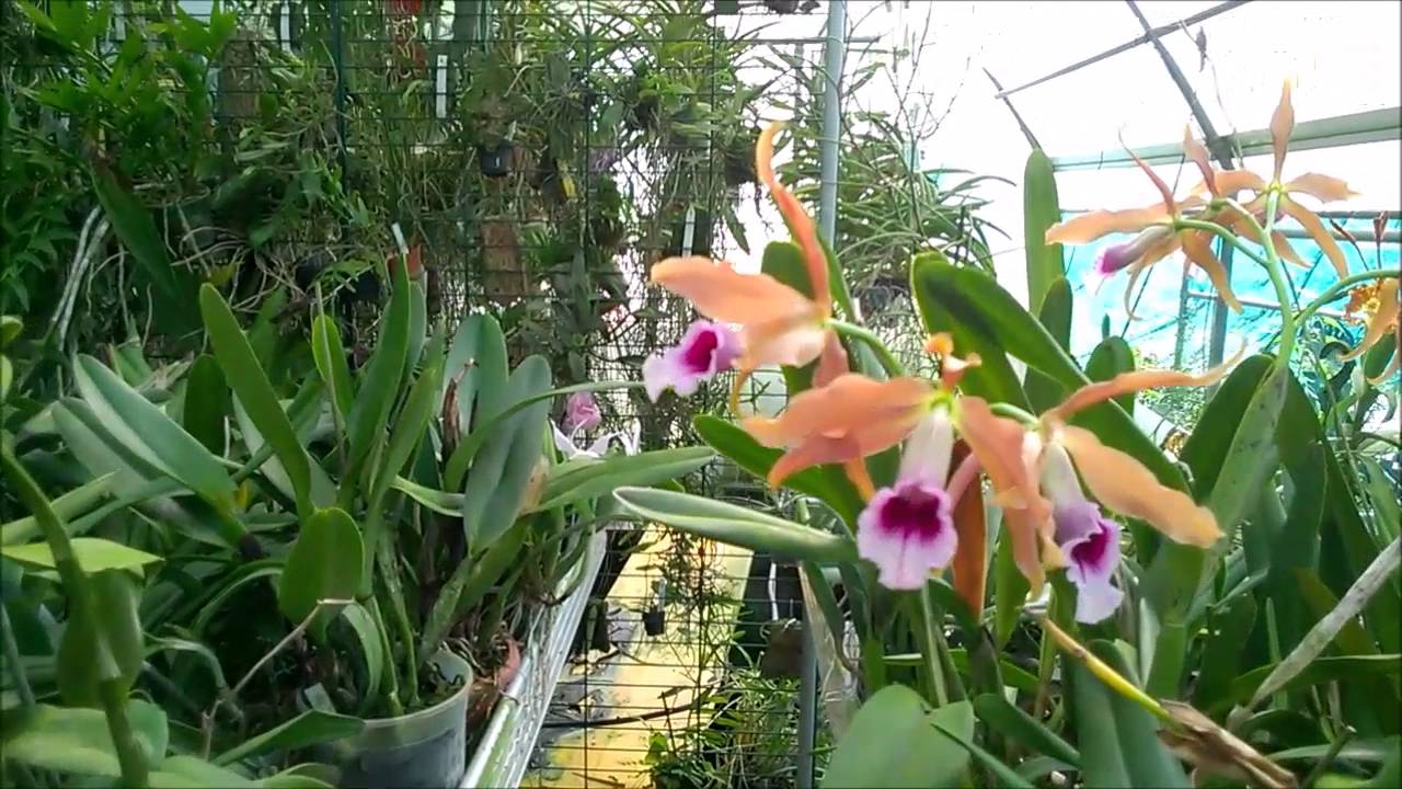 Giulio's nursery: Laelia tenebrosa and more!