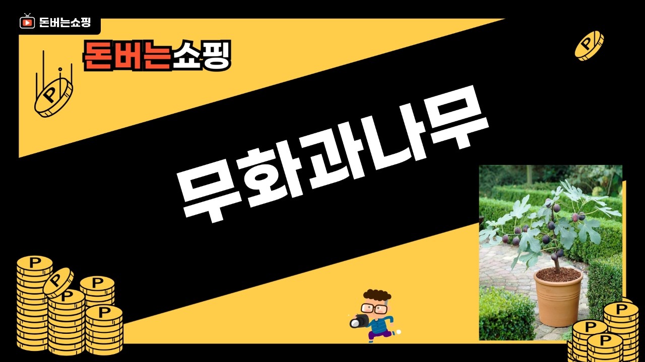 무화과나무 묘목 심고 키우기! 실내 공기 정화  열매 수확까지!