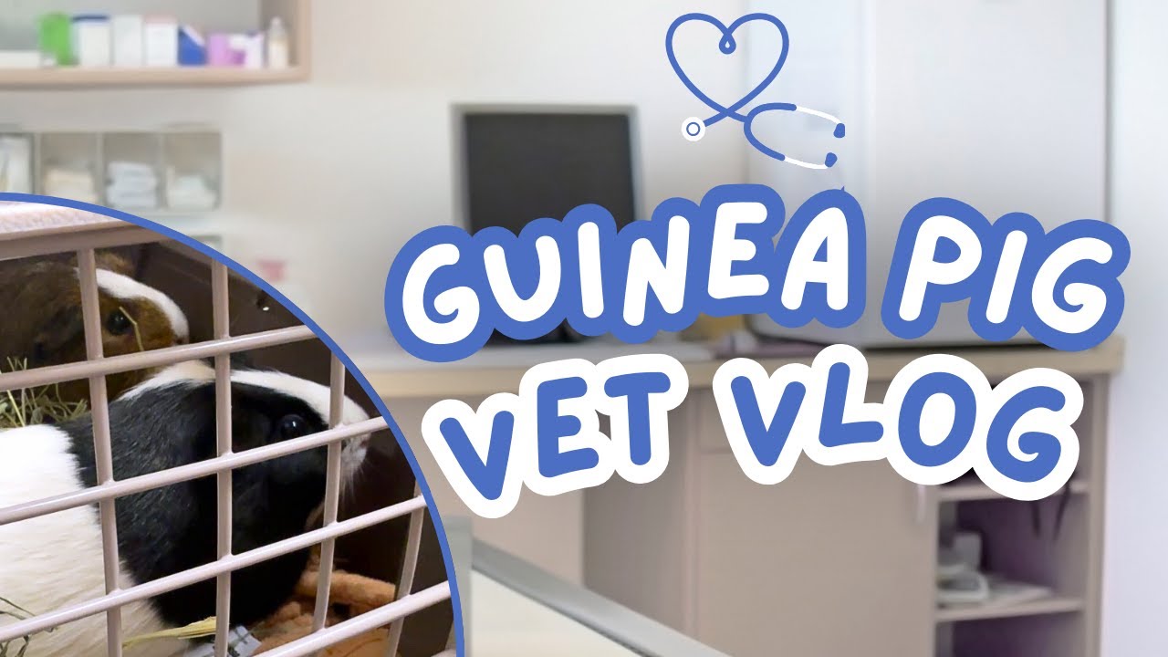 Vet Vlog 🩺🐹 | Taking my Guinea Pigs to the Vet