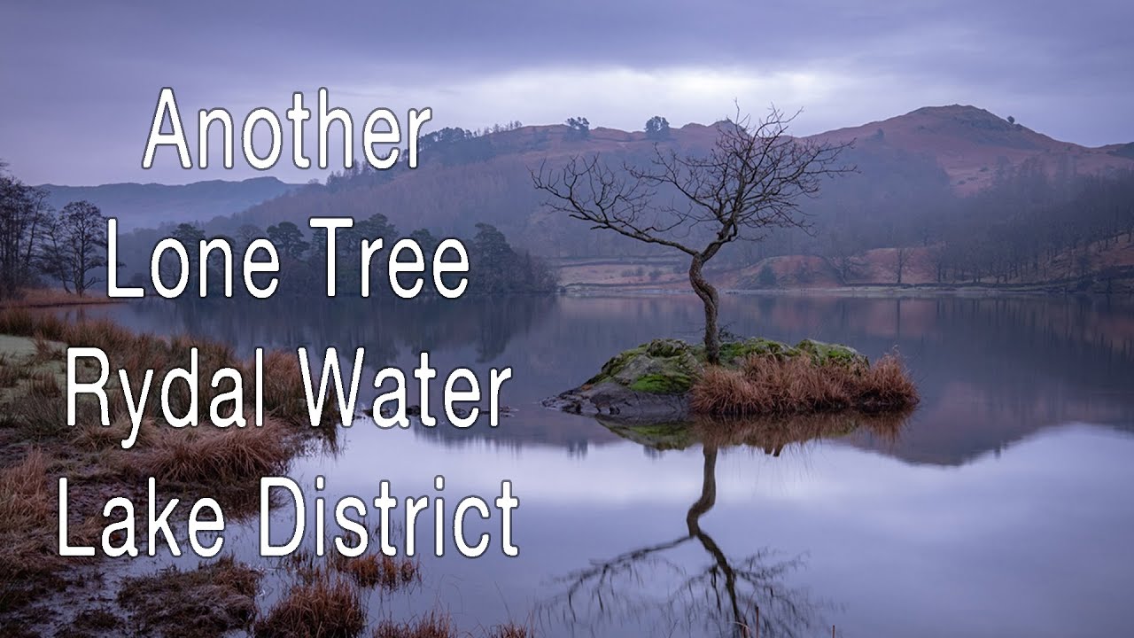 Another Lone Tree at Rydal Water in the Lake District Cumbria, Sunrise landscape photography