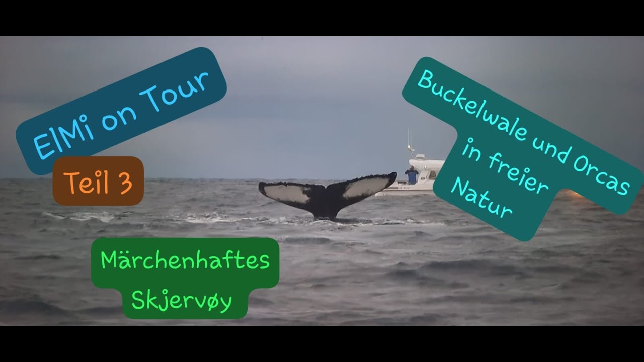 Tour in die Arktis3 |Wale | Buckelwale | Humpback | Orcas | Norwegen | Skjervøy | Camper/Kastenwagen