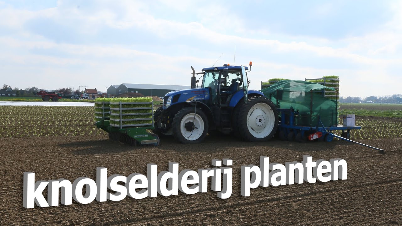 knolselderij planten | koelhuis jacobs