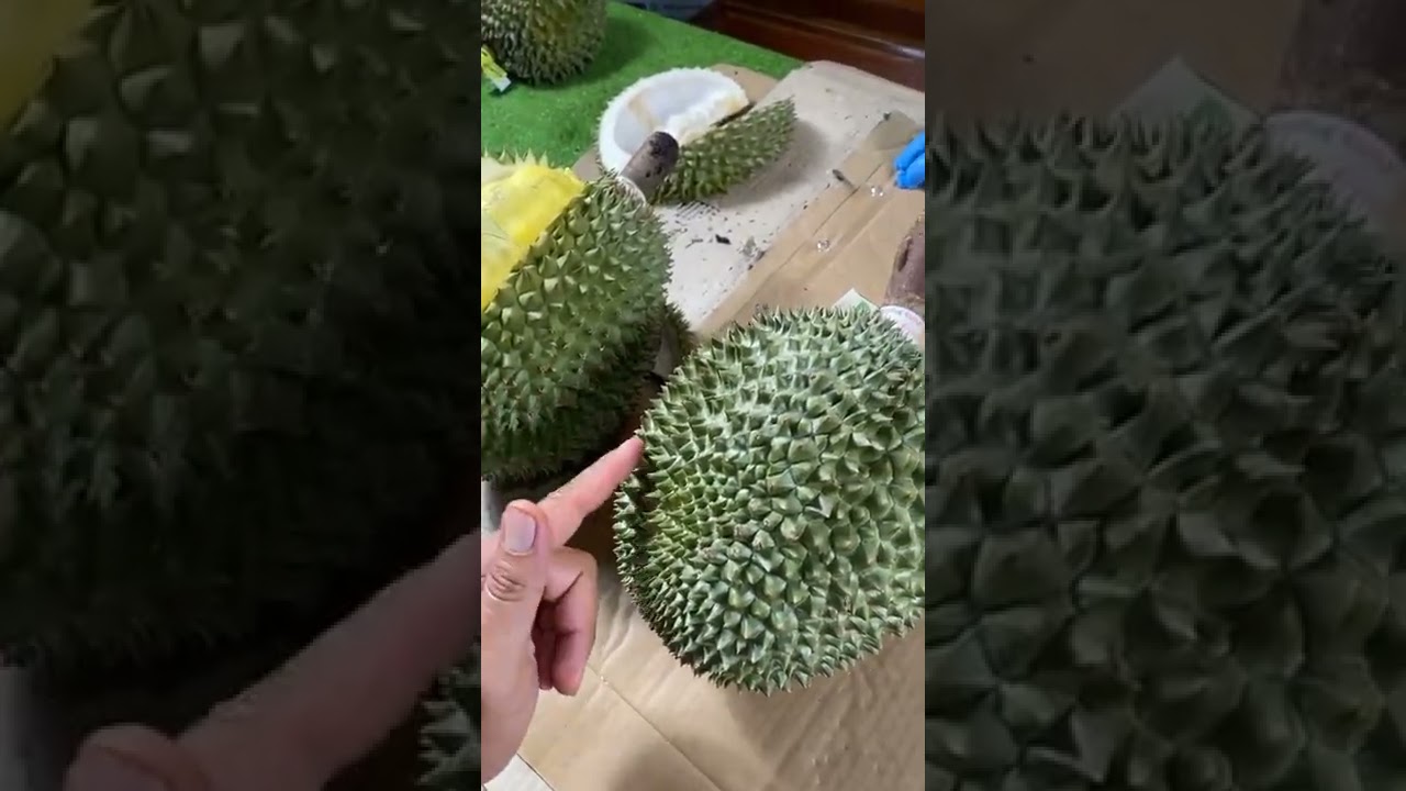 รีวิวทุเรียนพันธุ์ จันทบุรี5 , ขุนทอง , ละอองฟ้า , กระเทยเนื้อเหลือง| ลุงหมูป้าตุ้ยพันธุ์ไม้