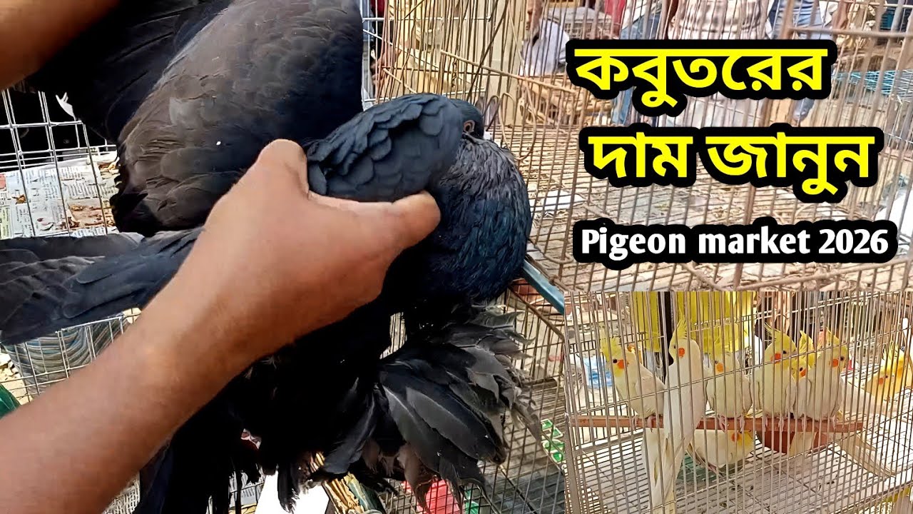কবুতরের দাম জানুন | Pigeon market 2026 | কম দামে কবুতর | Pigeons video | kabutar hat video today 