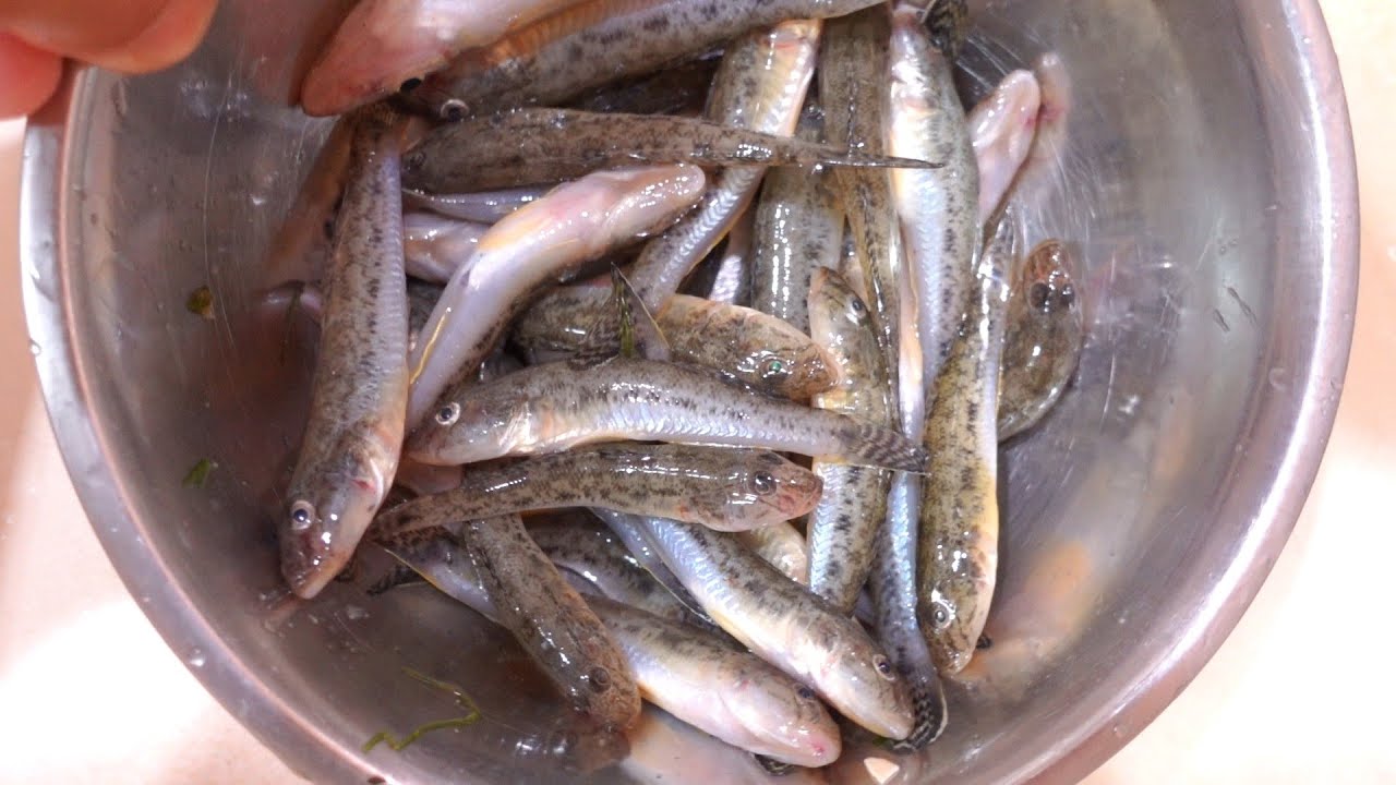 いっぱい釣れた小さめのハゼの捌き方と最高の食べ方♪