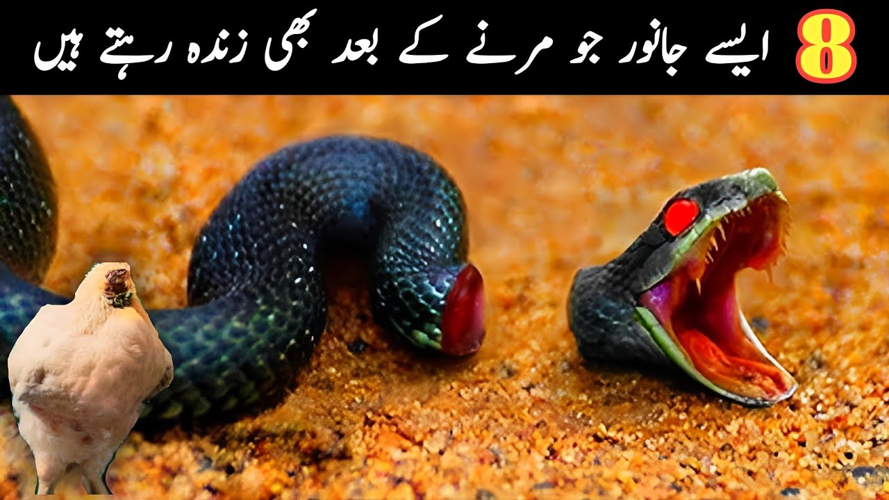 Top 10 animals that can live after death  | Mout k baad b zinda rahny waly janwar | Urdu/Hindi