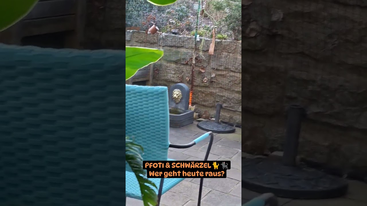 Die h&auml;&szlig;liche Schreckschraube will uns blo&szlig; loswerden! #pfotiundschw&auml;rzel #youtubehighfive #cat