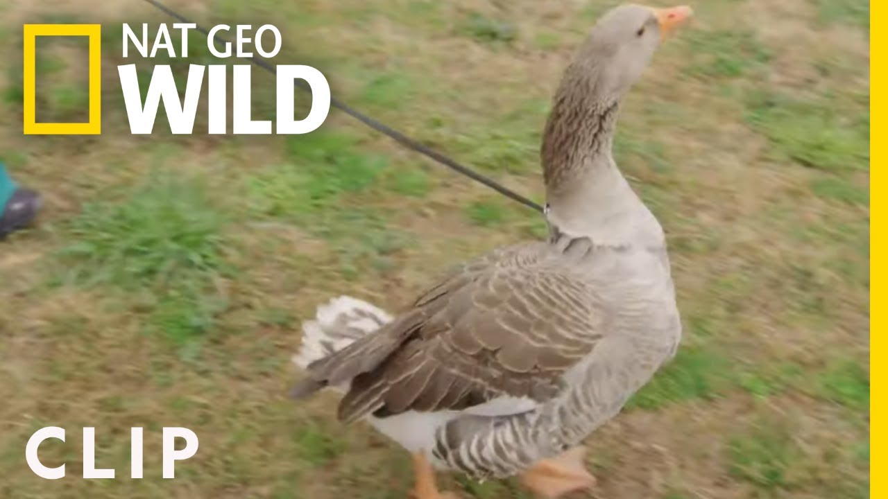 A Grumpy Goose Gets a Spa Treatment | Critter Fixers: Country Vets