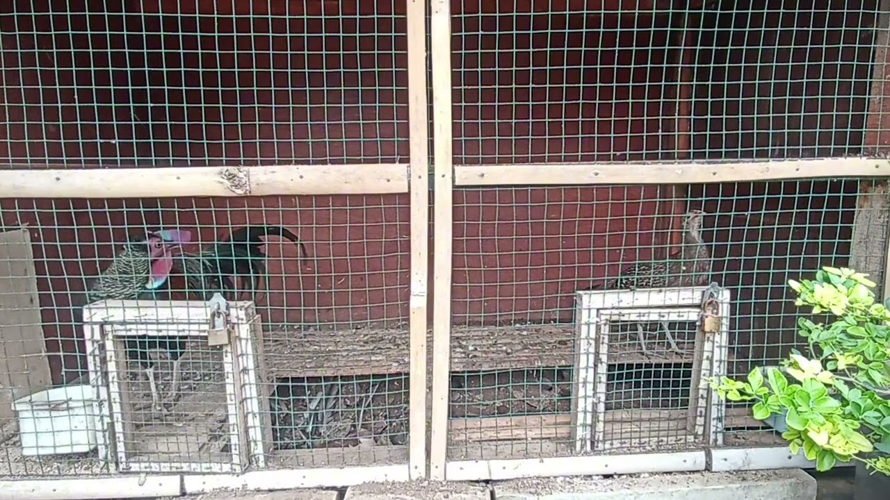 Suara master ayam hutan hijau