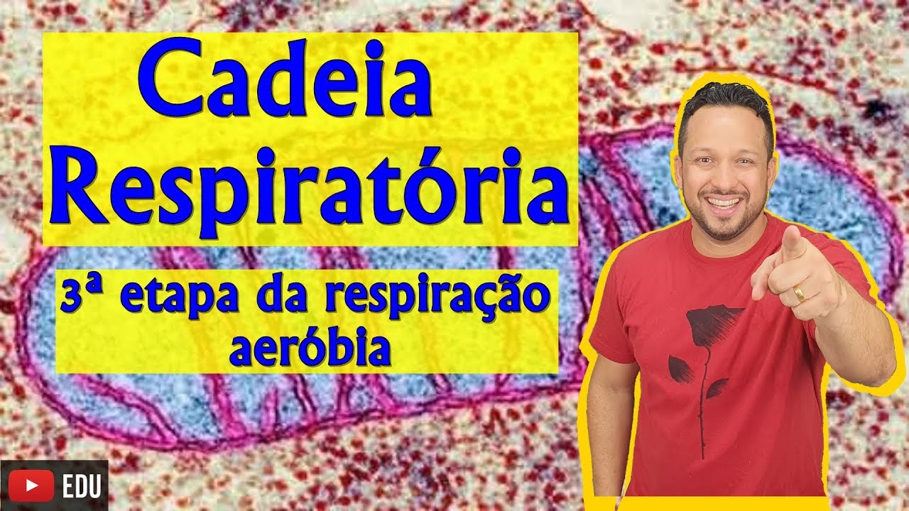 Cadeia Respiratória - 3ª etapa da respiração aeróbia - Bioenergética
