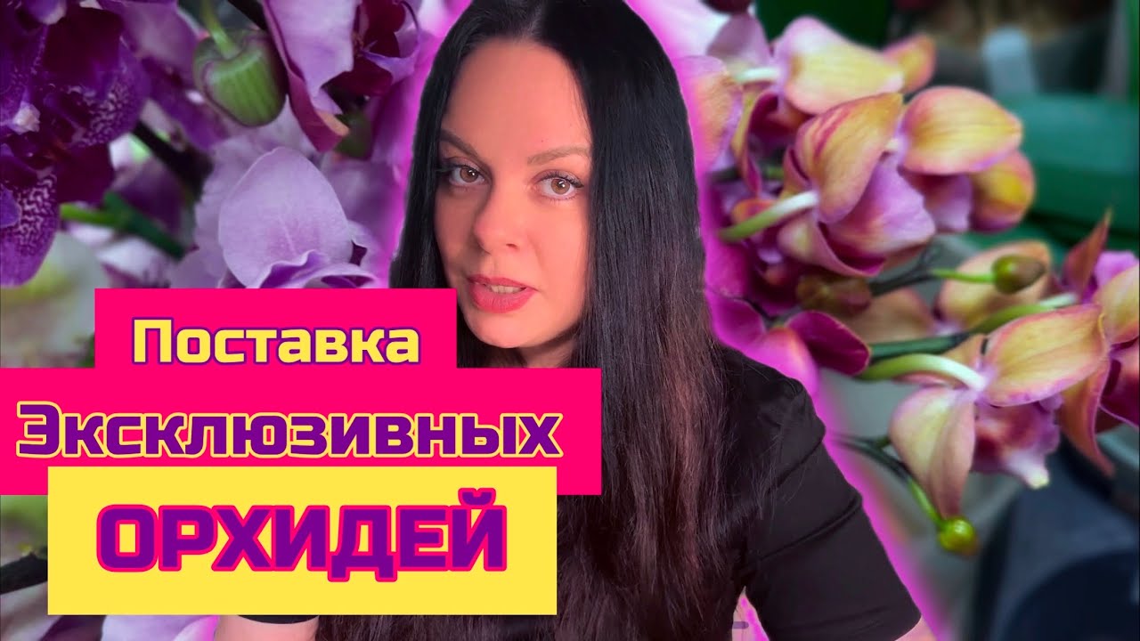 Обзор поставки эксклюзивных орхидей фаленопсис , ОрхоМир, Питер, обзор магазина #orchid #flowers 