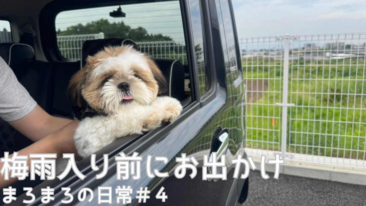【シーズー】梅雨入り前にお出かけ_まろまろの日常#4