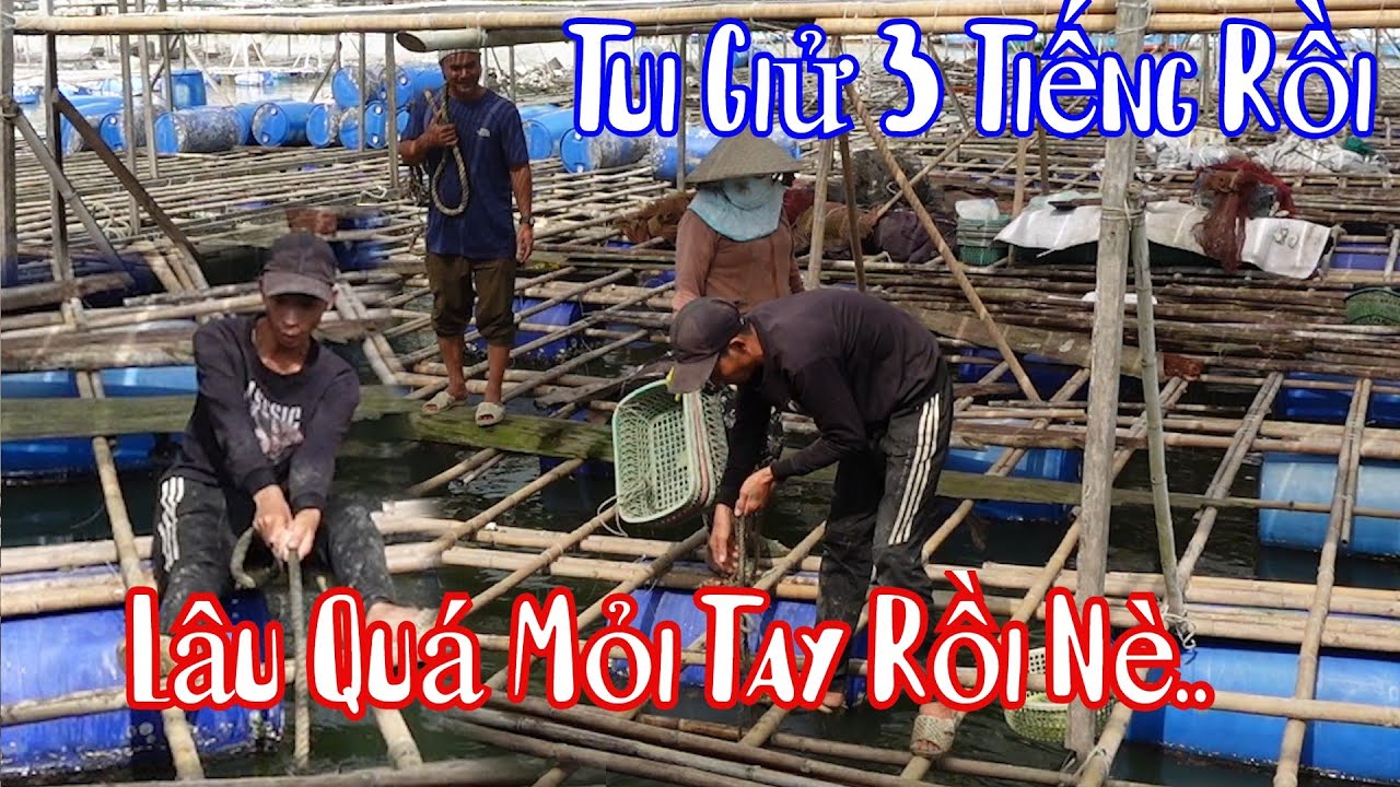 10 Râu Troll Cho Bà 8 Phong Kéo Dây Vô Nghĩa Suốt 3 Giờ Liền