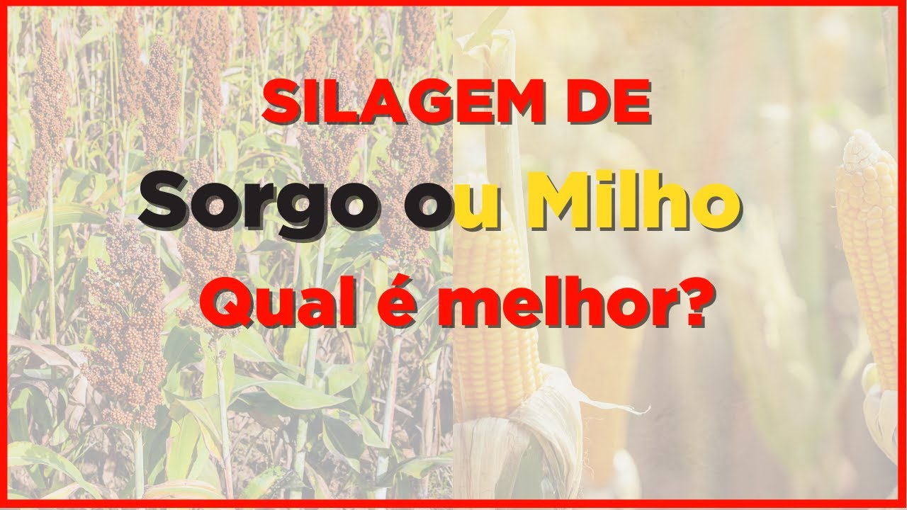 SILAGEM DE MILHO ou SILAGEM DE SORGO: qual ENGORDA mais o GADO?