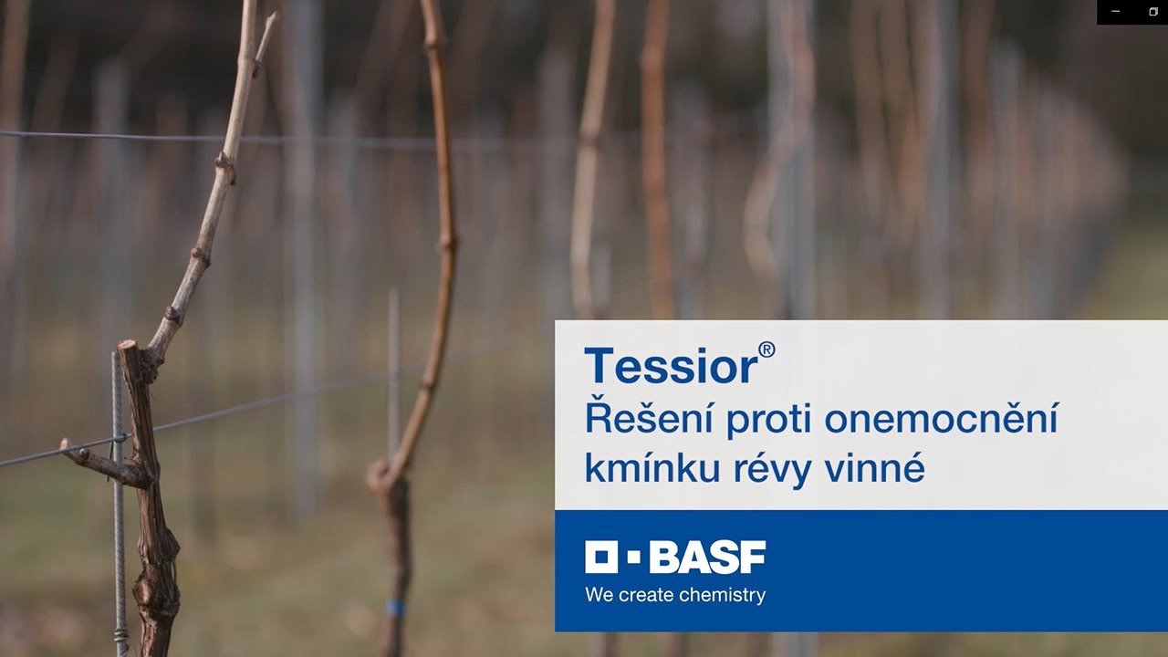 Tessior® – řešení proti onemocnění kmínku révy vinné