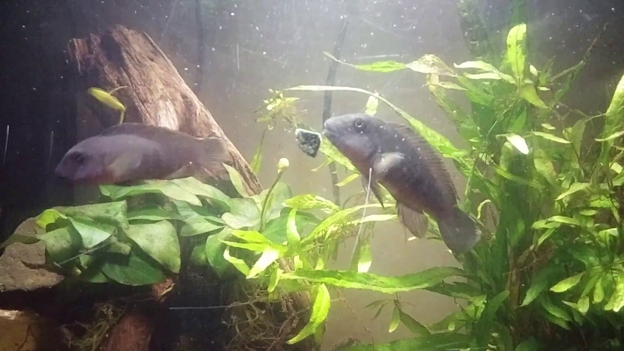 Eretmodus Cyanostictus F0 feeding